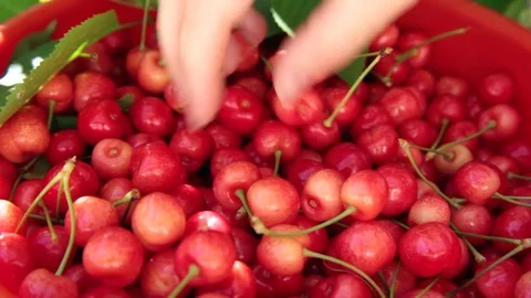 Woman’s hands inspecting ripe cherries from a bucket in orchard Stock Footage 77275088