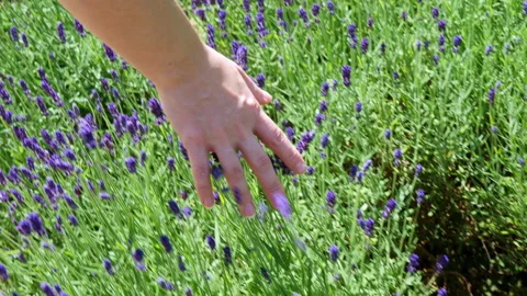 A womans hands in lavender fields Vídeo Stock 131040460