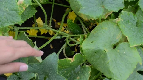 Woman's hands looking for and found fresh cucumbers on a garden bed Stock Footage 72259624
