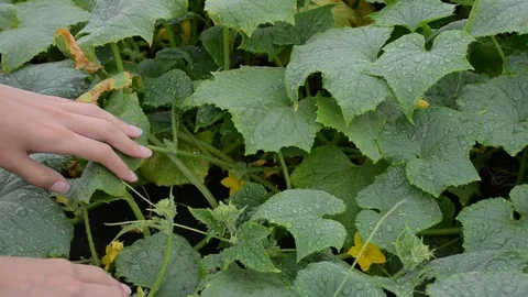Woman's hands looking for fresh green cucumbers on a garden bed Stock Footage 72259611