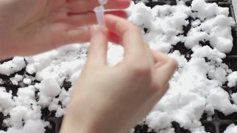 The woman's hands open a mini-container with edit petunia seeds for sowing. 動画素材 265402125
