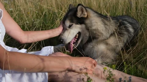 Womans hands pet alaskan malamute dogs face in summer field Stock Footage 158096836