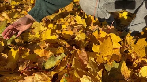 Woman's hands picking up and throwing fallen yellow maple foliage tossing leaves Stock-Footage 330773440