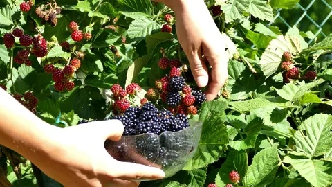 Woman's hands picking up blackberries Stock Footage 77804031