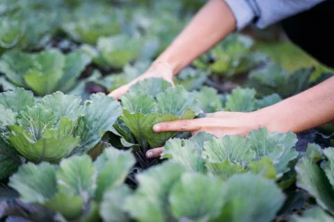 A woman's hands picking a cabbage Stock Photos