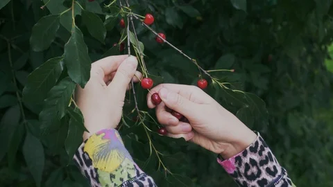 Woman's hands picking cherries from the tree. Close-up Stock Footage 115917535