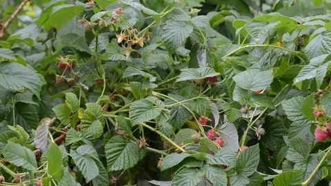 Woman's hands picking fresh raspberries from the plants after rain Stock Footage 72330579