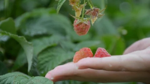Woman's hands picking fresh raspberries the plants at summer day after rain Stock Footage 72330586