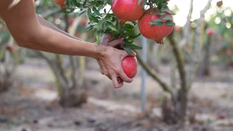 Woman's hands picking up fruit from tree. Stock Footage 197803592