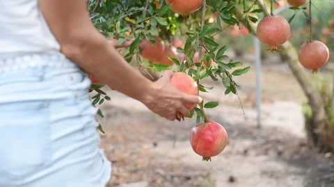 Woman's hands picking up fruit from tree. Stock Footage 197803672