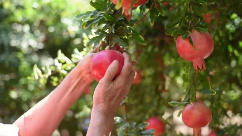 Woman's hands picking up fruit from tree. Stock-Footage 211675525