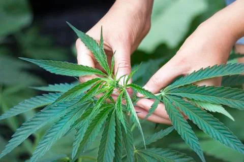Woman's hands picking hemp Stock Photos