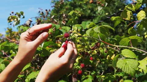 Woman's hands picking raspberry Stock Footage 54662621