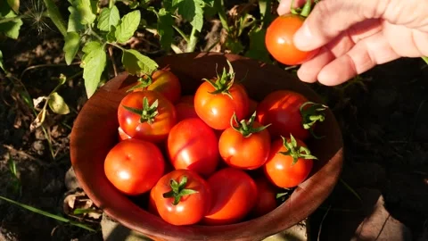 Womans Hands Placing Freshly Picked Tomatoes into a Wooden Bowl Stock Footage 346742211