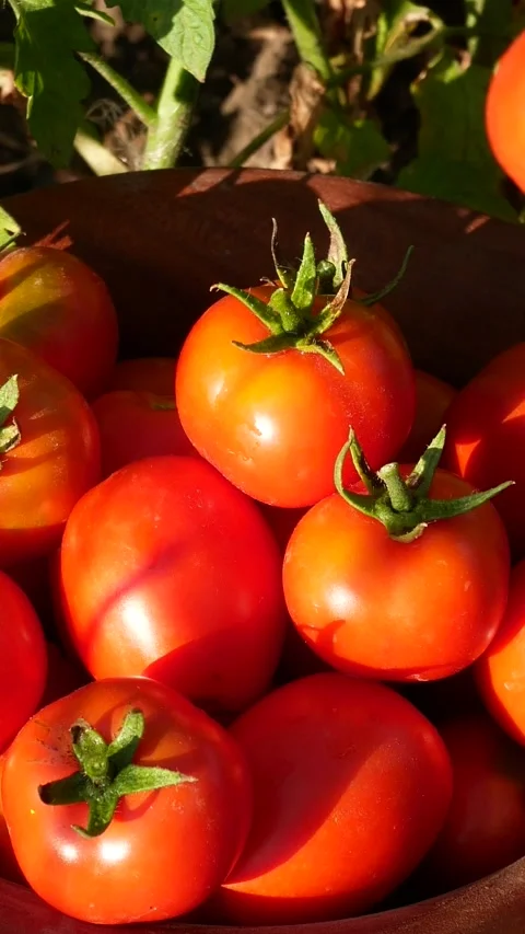 Womans Hands Placing Freshly Picked Tomatoes into a Wooden Bowl Stock Footage 346749080