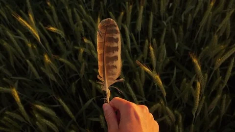 Woman's hands playing with a bird's feather, outdoors in the barley field Stock Footage 78195830