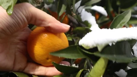 Woman's hands pluck fruit from a Mandarine tree Juicy Tangerines Stock Footage 200865242