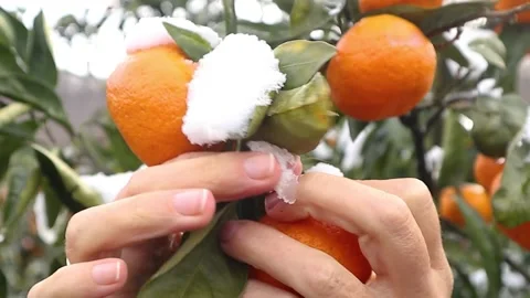 Woman's hands pluck fruit from a Mandarine tree Stock Footage 200865281
