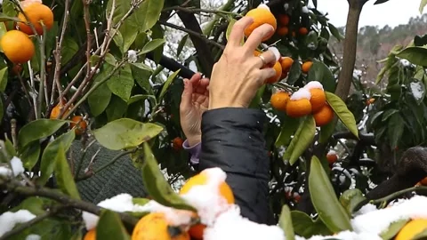 Woman's hands pluck fruit from a Mandarine tree Ripe And Juicy Tangerines Stock Footage 200865286