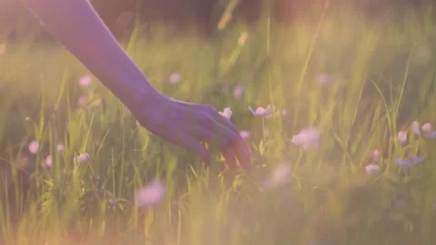 Woman's hands pluck off a small white wildflower close-up. Stock Footage 155691344