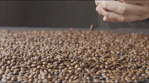 Woman's hands pour of roasted coffee beans on the table around a dark background Stock Footage 129633761