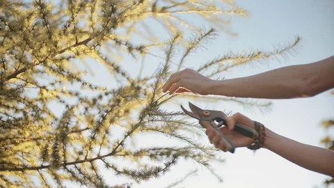 Woman's Hands Pruning Larch Tree at Sunset Time. Cutting a Dead Branch. 스톡 동영상 93677996