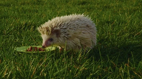 A woman's hands put a small white hedgehog in front of a bowl of food on a green Stock Footage 219758460