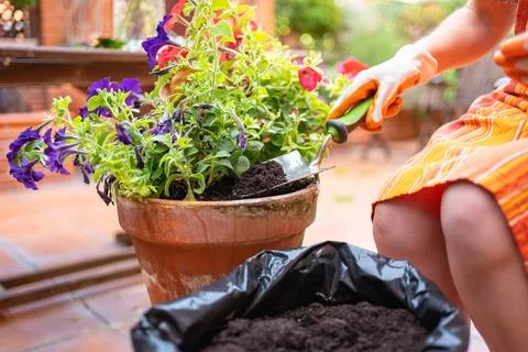 Woman's hands putting compost soil in a pot with flowers in the garden of her Stock Photos