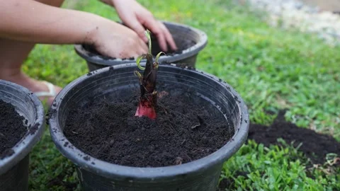 Woman's hands putting soil in plastic plant pot to plant banana's tree. Vídeo Stock 177994602