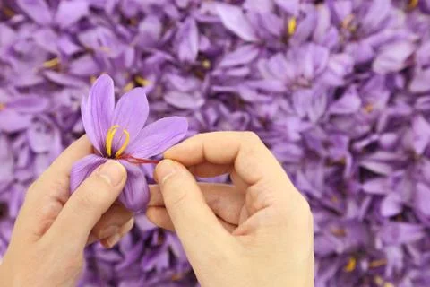 Womans hands separates saffron threads from the rest flower Stock Photos