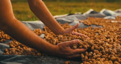 Woman's hands separating grain Stock Footage 162524022