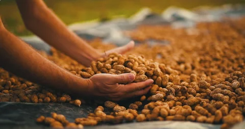 Woman's hands separating grain 스톡 동영상 162524035