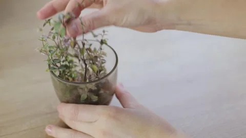 A woman's hands sort out the sprouts of green and pink calisia for further Stock Footage 266898333