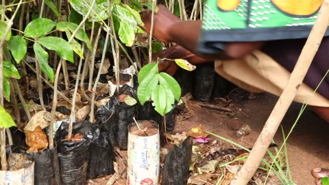 Womans Hands Sorting Tree Saplings Stock Footage 138145395