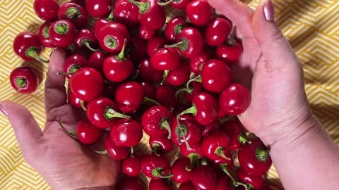 Woman's hands take small round chillies Stock Footage 220740527