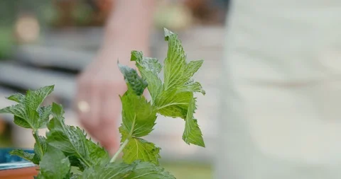 Woman's hands taking a sprig of mint Stock Footage 119845756