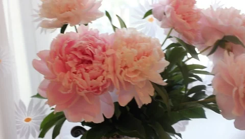 Woman's hands touch flowers, close-up Vídeo Stock 92965251