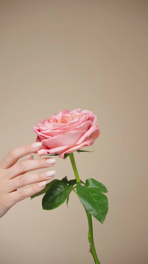 A woman's hands touch a rose flower Stock Footage 304854522