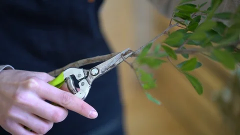 Woman's hands trying to cut a spray of rose bouquet Vídeo Stock 87109249