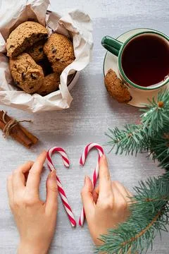 Woman's hands with two candy canes, chocolate cookies and a fir tree branch Stock Photos