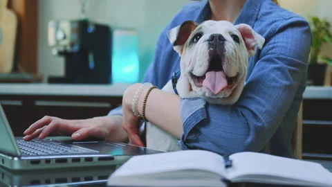 Woman's hands typing on the computer and holding a small bulldog Stock Footage 155809682