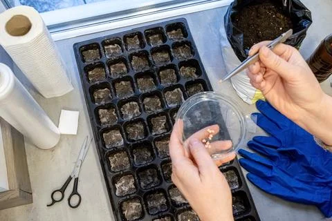 Woman's hands using tweezers to pick up pepper seeds from a plastic lid Fotos de archivo