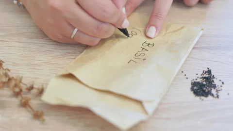 Woman's hands writing the name of basil and its botanical classification, Ocimum Stock Footage 343386998