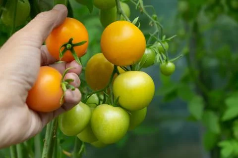A woman's left hand with two fresh yellow tomatoes cherry and a bunch of yell Stock Photos