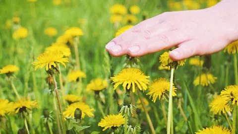 Womans Palm Touching, Caressing Yellow Dandelion Flowers in the Meadow Stock Footage 109250753