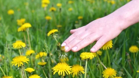Womans Palm Touching, Caressing Yellow Dandelion Flowers in the Meadow Stock Footage 110990712