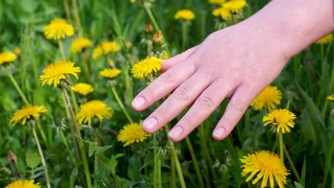 Womans Palm Touching, Caressing Yellow Dandelion Flowers in the Meadow Stock Footage 110990713