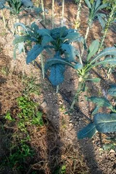 Woman's shadow cast over rows of greenhouse kale Foto stock