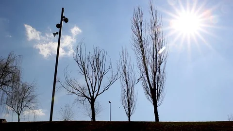 Woman's Silhouette Dancing with Trees and Blue Sky in the Background Video stock 128388465