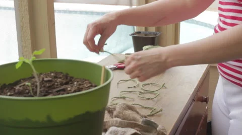 Woman's Soft Hands Cut Twine for Garden on Table CU Stock Footage 41198101